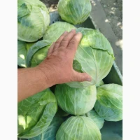 Продам капусту крупну 3-5кг територіально Хорол