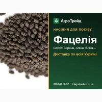 Продам насіння фацелії - Зоряна, Аліна, Еліка