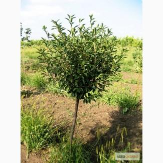 Саженцы: Вишня шаровидная «Умбракулифера»