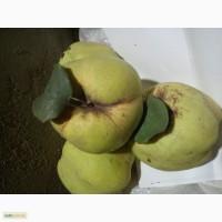 Продам плоды айвы