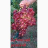 Продам черенки винограду