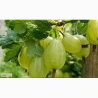 Саженцы крыжовника Инвикта, Мукуринес, Хиномаки