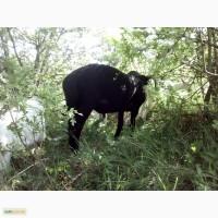 Продам овец. Гиссарская