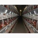 Клеточное оборудования для выращивания промышленного стада кур-несушек ОКН