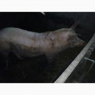 Продається недорого трьохпородний кнур 10 місячного віку