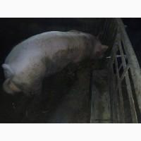 Продається недорого трьохпородний кнур 10 місячного віку