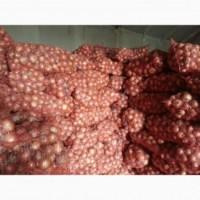 Продам лук репчатый свежий 2018 год