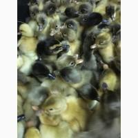 Продам инкубационное Яйцо и молодняк Утки и гуся