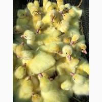 Продам инкубационное Яйцо и молодняк Утки и гуся