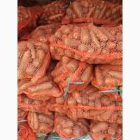 Продам моркву