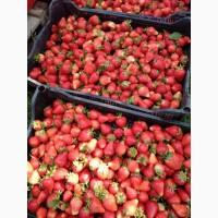 Полуниця, клубніка