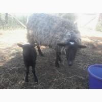 Продам вівці