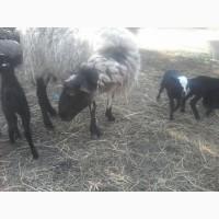Продам вівці