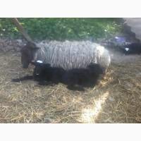 Продам вівці