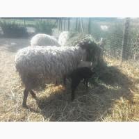 Продам вівці