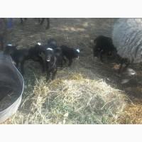 Продам вівці