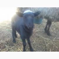 Продам вівці