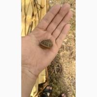 Продам Малек улитки, маточное стадо Helix Aspersa Maxima