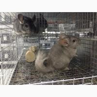 Продам племенных шиншилл, поштучно как дом. питомцев или семьями под бизнес