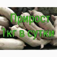 Поросята купить. Поросята по выгодной цене