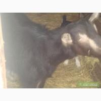 Тоггенбургские козы