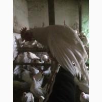 Продам 3-х місячних півнів Легорнн