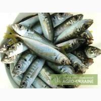 Ставрида (ставридка) черноморская, свежемороженая.
