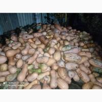 Продам тыкву