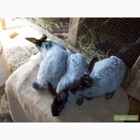 Кролики пород Серебристый и НЗБ