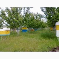 Продам віск натуральний з сонячної воскотопки