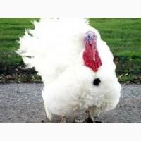 Бройлерні індичата БІГ-6, Венгрия