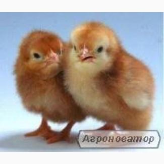 Продам Несучок Ломан Браун