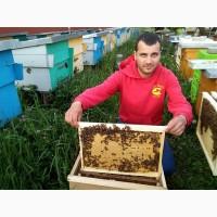 Продам бджолопакети поштою або самовивіз