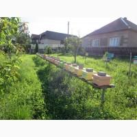Продам бджолопакети поштою або самовивіз
