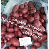 Продам товарный И семеной картофель. Сорт Ривьера Мелоди