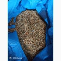 Купуємо просо насипом