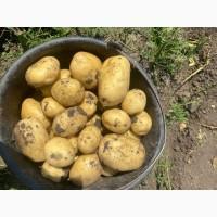 Продам оптом молодой картофель