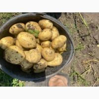Продам оптом молодой картофель