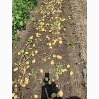Продам оптом молодой картофель
