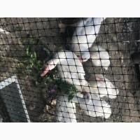 Продам элитных индоуток