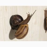 Равлики, ракушка, філе равлка Helix aspersa Maxima