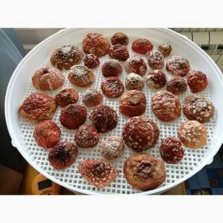 Мухомор красный сушеный отборный. Высший сорт. Урожай 2025 г. Аманита