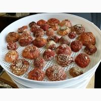 Мухомор красный сушеный отборный. Высший сорт. Урожай 2025 г. Аманита