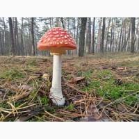 Мухомор красный сушеный отборный. Высший сорт. Урожай 2025 г. Аманита