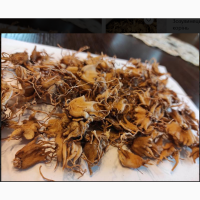 Зозулинець плямистий ятрышник мелений