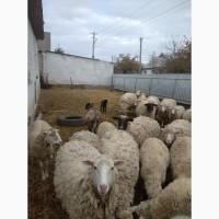 Продам Вівці