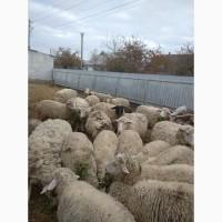 Продам Вівці