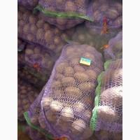 Продам товарный картофель