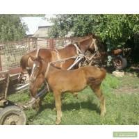 Продам лошадь