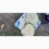 Продам капусту Агресор, Адаптор